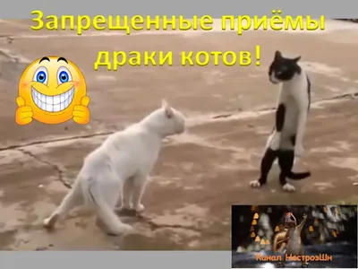 Приколы года! Смешные коты и кошки! | НастроэШн | Дзен картинки