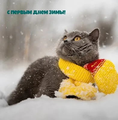 христмасский пингвинов гладкий. симпатичные смешные пингвины разные одежда  разные позы. новый год для проектирования Иллюстрация вектора - иллюстрации  насчитывающей картина, одежда: 232634714 картинки