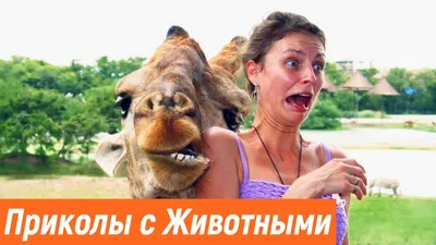 Elina Shevchenko on X: \"ОЧЕНЬ СМЕШНЫЕ ЖИВОТНЫЕ | MOST FUNNY ANIMALS #561  Link: https://t.co/INcO2AdKSn #Приколы, #животные, #подборка, #самые,  #лучшие, #best, #funny, #jokes, #fun, #cats, #dogs, #fail, #animals,  #video, https://t.co/yD6D1Pv3Ra\" / X картинки