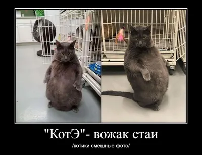 КотоФото - Милашные котики в картинках | Анекдоты , картинки - для поднятия  настроения | Дзен картинки