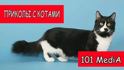 Смешные коты | Приколы с котами | Видео про котов | Котомания #90 »  Pressa.tv картинки