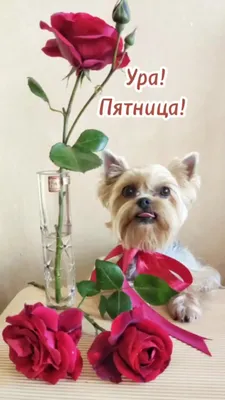 Риччи и Эдди 🐶 | Ура! Пятница! Рады? #приколы #юморжизни | Дзен картинки