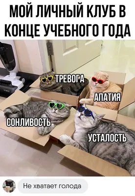 Усталость / котики Одессы :: котэ (прикольные картинки с кошками) / смешные  картинки и другие приколы: комиксы, гиф анимация, видео, лучший  интеллектуальный юмор. картинки