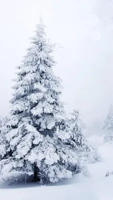 Вертикальные обои на айфон красивые зимние (52 картинки) | Wallpaper iphone  christmas, Winter wallpaper, Christmas wallpaper картинки