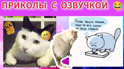 ЭКОНОМНЫЙ КОТИК 😸 #приколы #озвучка #котики #мем - YouTube картинки