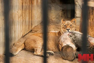 Как животные готовятся к зиме | ZOO CHANNEL | Дзен картинки