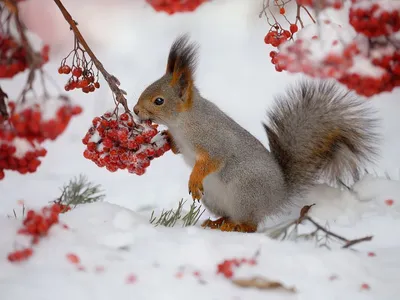 Зимующие животные в лесу - 78 фото картинки