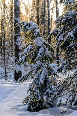 Зимние картинки с животными - 77 фото картинки