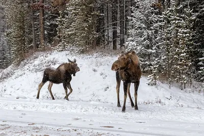 Дикие животные зимой. Зимовье зверей в старшей группе - Страница 20.  Воспитателям детских садов, школьным учителям и педагогам - Маам.ру картинки