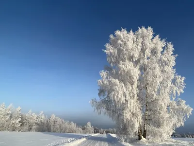 Зима. кругом тающий снег, дождь. …» — создано в Шедевруме картинки