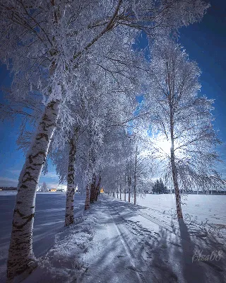 Зима гифки картинки картинки