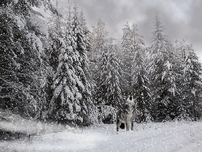 зима :: gif :: живность :: Перфекционизм :: котэ (прикольные картинки с  кошками) / смешные картинки и другие приколы: комиксы, гиф анимация, видео,  лучший интеллектуальный юмор. картинки