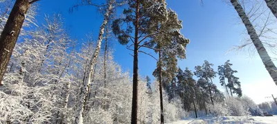 Скачать обои зима, лес, небо, снег, закат, Финляндия, Лапландия, январь,  раздел пейзажи в разрешении 2800x1867 картинки