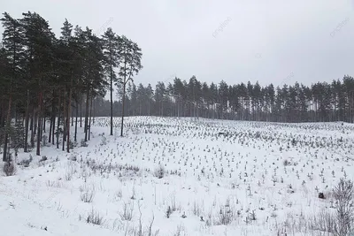 Красивые и прикольные картинки с пожеланием зимнего Доброго утра! | Доброе  утро, Зимние картинки, Картинки картинки