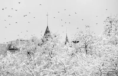 обои : черное и белое, черно-белый, Bw, Зима, Деревьями, туман, Туман,  Набель, Сельских 4555x2935 - - 968237 - красивые картинки - WallHere картинки