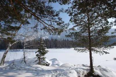 Бесплатное изображение: замороженные, человек, зима, Мороз, снег, дерево,  пейзаж, дерево, лед, холодный картинки