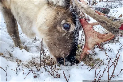 Зима Шпицбергене Дикий Олень Rangifer Tarandus Массивными Рогами Снегу  Шпицберген стоковое фото ©OndrejProsicky 417211346 картинки