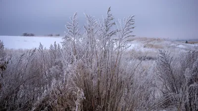 Зима в России в целом будет тёплой, но Дальнему Востоку не повезёт -  Новости Сахалинской области - astv.ru картинки