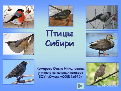 Презентация на тему: \"Птицы Сибири Комарова Ольга Николаевна, учитель  начальных классов БОУ г.Омска «СОШ 145»\". Скачать бесплатно и без  регистрации. картинки