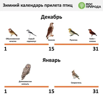 Проект «Зимующие птицы» - Описание проекта и сценарий картинки