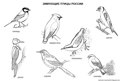 Сибирские птицы - картинки и фото poknok.art картинки