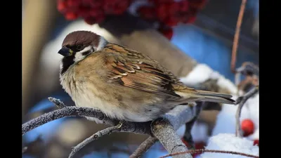 ЗИМУЮЩИЕ ПТИЦЫ СИБИРИ!(презентация для детей). Wintering birds of Siberia.  - YouTube картинки