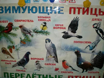 группа \"Непоседы\": \"Зимующие птицы Урала\" картинки