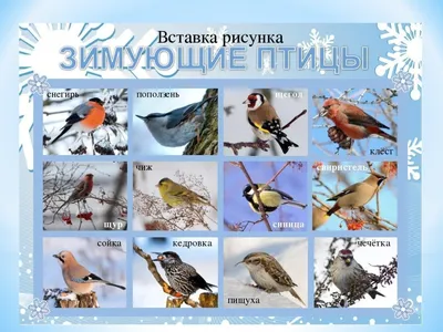 Зимующие птицы урала - 73 фото картинки