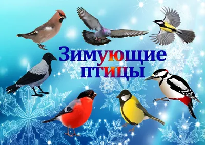 Зимующие птицы\" – викторину для членов клуба \"Лесовичок Ушачок\" провела  заведующая Тосненской сельской библиотекой Орлова М.Л. | 04.12.2023 | Тосно  - БезФормата картинки