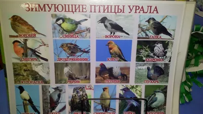 группа \"Мишутка\" картинки
