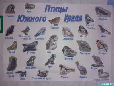 Проект «Птицы Южного Урала» для старшей группы (3 фото). Воспитателям  детских садов, школьным учителям и педагогам - Маам.ру картинки