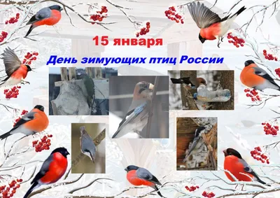 Дидактические карточки\"Животные и растения Урала\" картинки