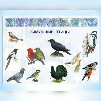 День зимующих птиц в России | 15.01.2021 | Красноуфимск - БезФормата картинки