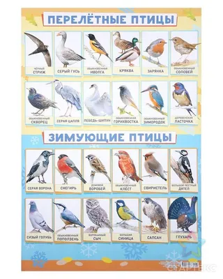 Занятие на тему \"Изучение некоторых зимующих птиц Урала\" картинки