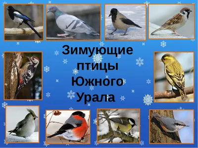 Лесные птицы урала - 76 фото картинки