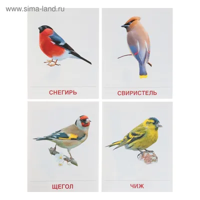 Плакат \"Зимующие и перелётные птицы\" А2 - СМЛ0004993049 - оптом купить в  Самаре по недорогой цене в интернет-магазине Стартекс картинки