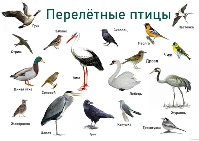 группа \"Берёзка\" : декабря 2018 картинки