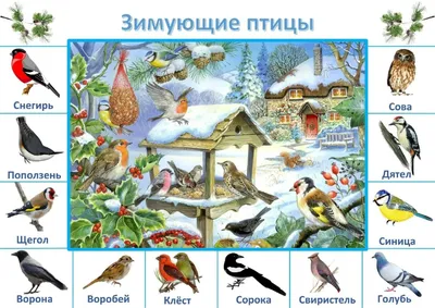 Птицы южного урала - 78 фото картинки