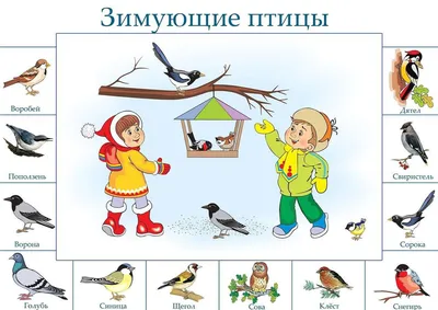 Зимующие птицы Подмосковья (много фото) - oboyplus.ru картинки