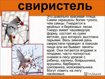 Обучающие карточки. Зимующие птицы России 190688 Литур - купить оптом от  77,55 рублей | Урал Тойз картинки