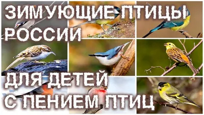 Зимующие птицы. Детям про птиц зимой. - YouTube картинки