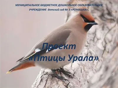 зимующие птицы южного урала фото картинки