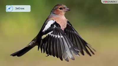 What birds remain to winter in Russia 55 Birds of Russia - YouTube картинки