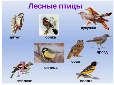 Перелетные птицы урала - 76 фото картинки