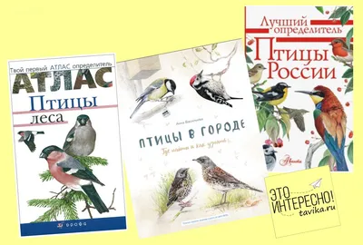 Мастер-класс по изготовлению лэпбука «Зимующие птицы» (15 фото).  Воспитателям детских садов, школьным учителям и педагогам - Маам.ру картинки